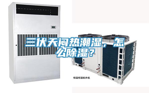 三伏天悶熱潮濕，怎么除濕？