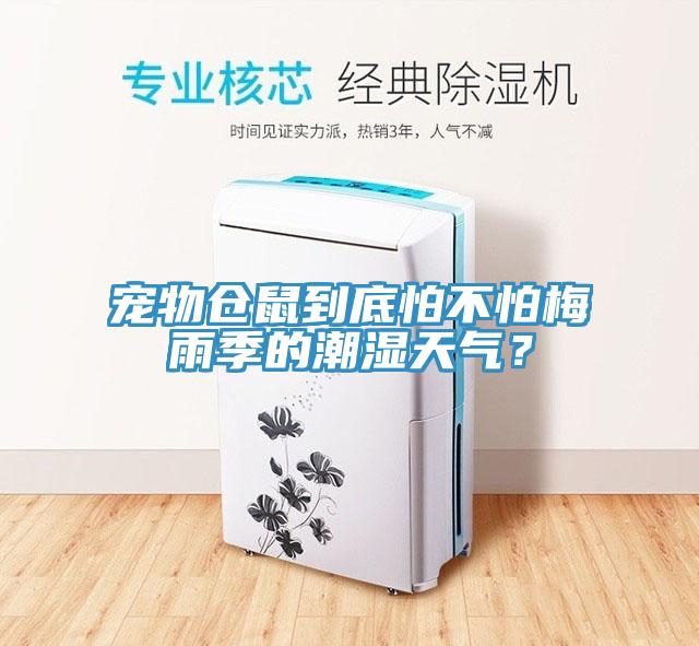 寵物倉鼠到底怕不怕梅雨季的潮濕天氣？