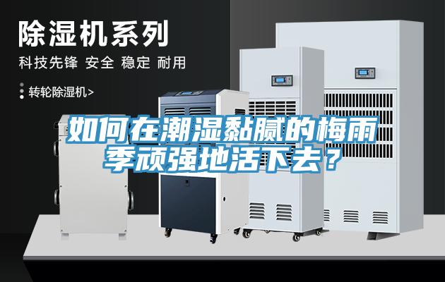 如何在潮濕黏膩的梅雨季頑強(qiáng)地活下去？