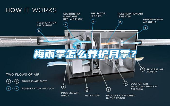 梅雨季怎么養(yǎng)護(hù)月季？