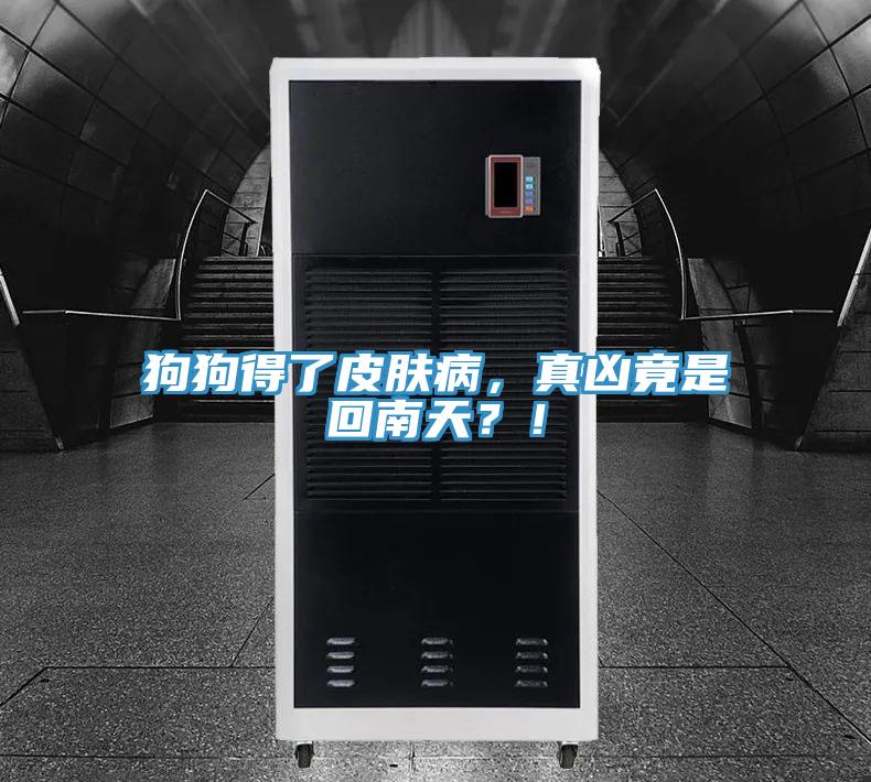 狗狗得了皮膚病，真兇竟是回南天？！