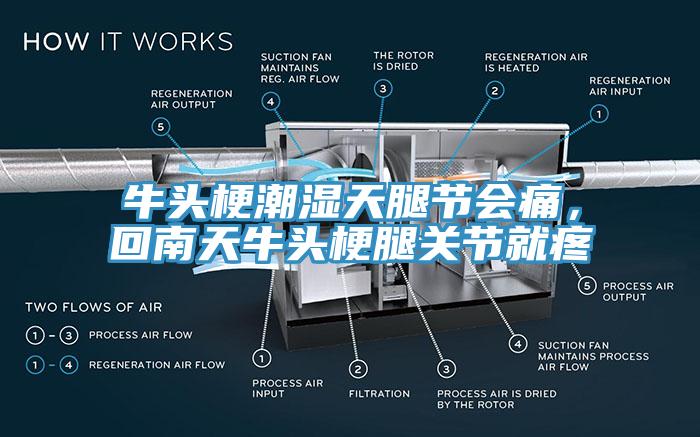 牛頭梗潮濕天腿節(jié)會痛，回南天牛頭梗腿關(guān)節(jié)就疼