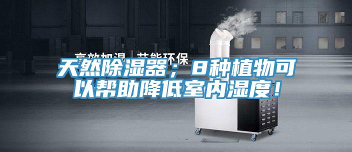 天然除濕器；8種植物可以幫助降低室內(nèi)濕度！